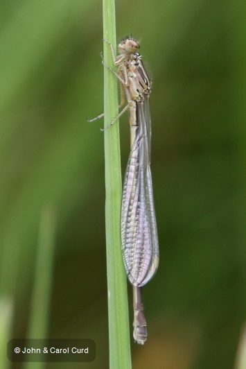 J17_4547 Xanthocnemis zealandica imm female.JPG